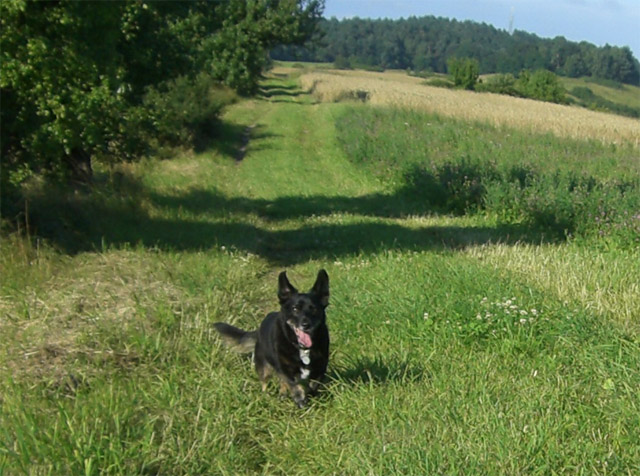 mit-Hund1