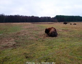 Wildpark-Schorfheide